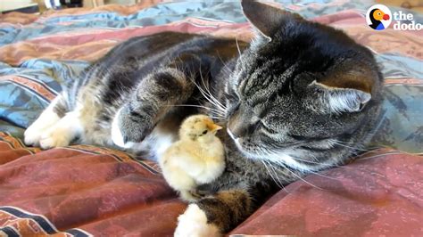 These Little Chicks Like Snuggling With Their Favorite Cats Youtube