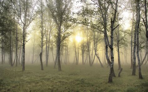 Misty Morning In The Forest Wallpaper Nature And