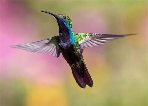 Scopri ricette, idee per la casa, consigli di stile e altre idee da provare. SUARA BURUNG CENDET BETINA UNTUK PIKAT DAN MASTERAN - CTM