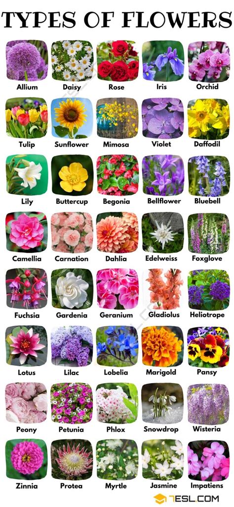 Types Of Flowers A Comprehensive Guide With Pretty Pictures 7esl In
