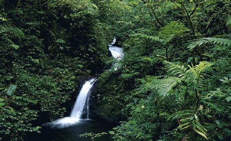 Top 10 Biggest And Popular Rainforests In The World