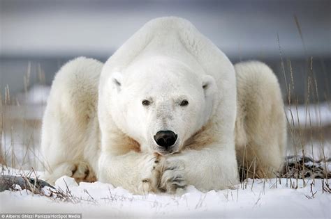 Photographer Alberto Ghizzi Panizza Captures Stunning Images Of Polar