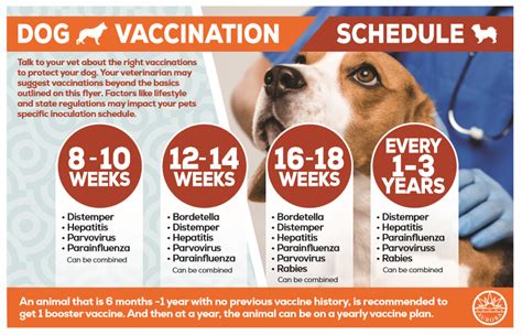 Puppy Vaccination Schedule Printable Printable Word Searches