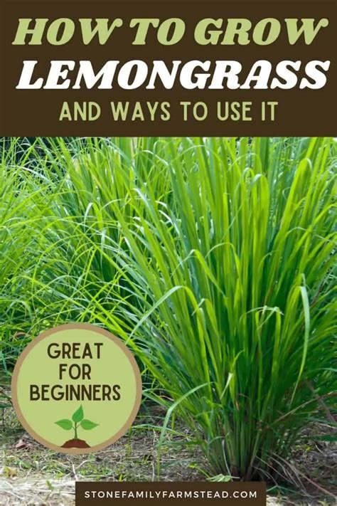 How To Grow Lemongrass And Ways To Use It In 2021 Grow Lemongrass