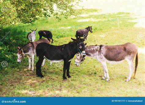 Group Of Donkeys Stock Image Image Of Domestic Caresses 99781777