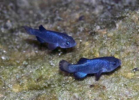 Anyone Working With Rare Freshwater Goby Species Photo Is The Devils