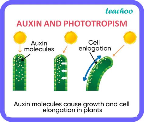 Class 10 What Are Plant Hormones And Write Their Functions Teachoo