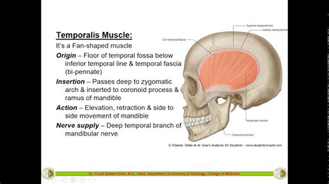 Temporal Infra Temporal Fossa And Muscles Of Mastication Dr Yusuf Youtube