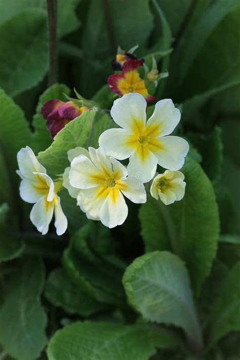 Perennial Primrose Or Primula In The Spring Garden Spring Primroses
