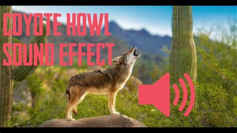 Coyote Howl Sound Effect Asmr 1 Hour Youtube