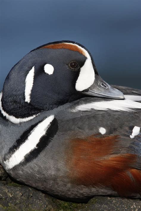 Harlequin Duck Histrionicus Histrionicus Stock Photo Image Of North