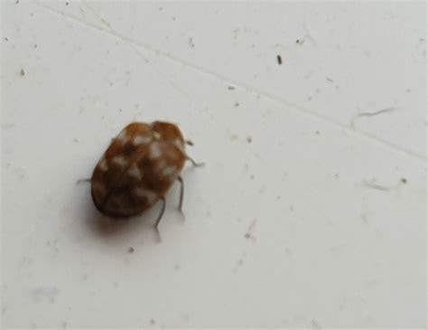 Tiny Brown Flying Bugs In Bedroom Uk
