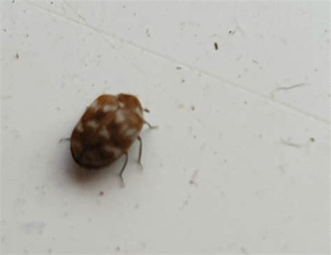 Those could be several different pests. Getting Rid of Small Brown Flying Bugs? | ThriftyFun