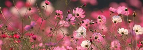 Top 170 Imagenes De Flores Para Portada De Facebook Anmbmx
