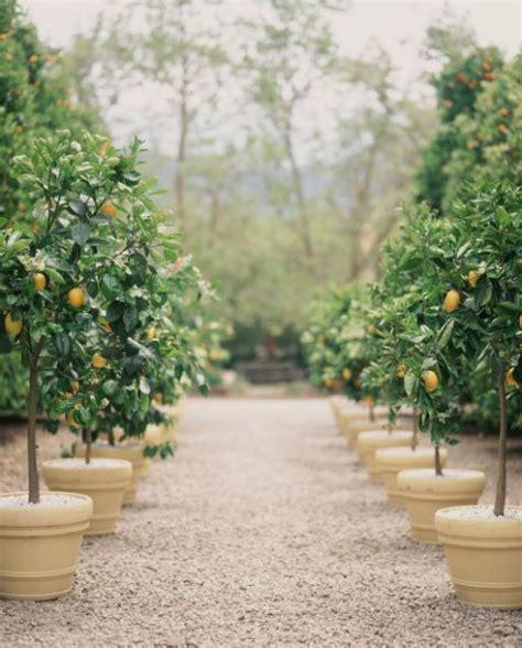 Dec 21, 2018 · when learning how to grow lemon trees in pots it is critical to have the right soil. When Life Gives You Lemons | The Potted Boxwood