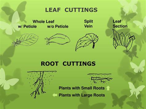 Ppt Plant Propagation Powerpoint Presentation Free Download Id6877940