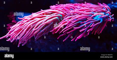 Anemones Beautiful And Colorful Corals In A Marine Aquarium Stock