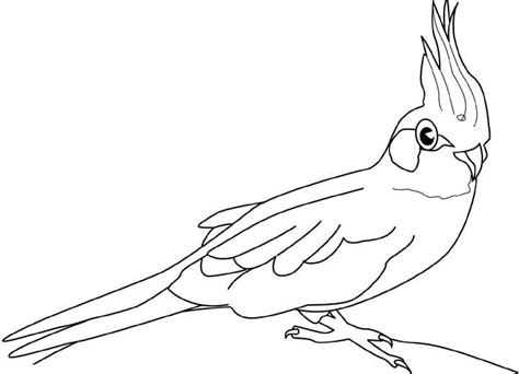 Coniglietto kawaii e puccioso da disegnare facilissimo da copiare a matita e colorare. pappagalli da colorare - Cerca con Google | Pappagalli, Disegni, Colori