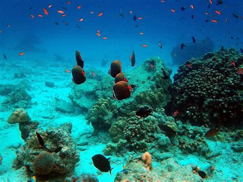 We did not find results for: Enam Wisata Bawah Laut Memukau Indonesia | Tagar