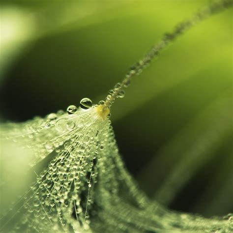 Plant Drops Dew Ipad Air Wallpapers Free Download