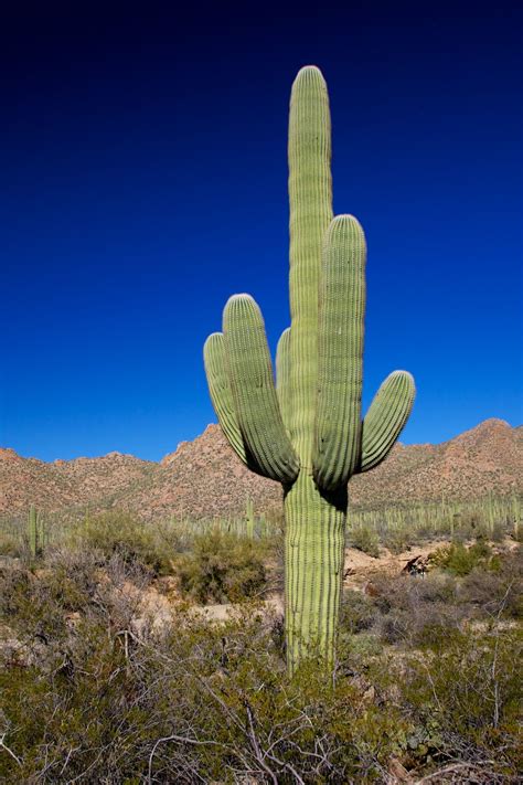 It is a lighter green than vanilla cacti and it grows differently. Saguaro cactus in de Mojave desert