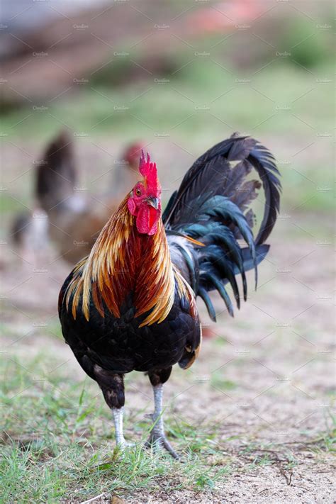 Rooster on Kauai | High-Quality Animal Stock Photos ~ Creative Market