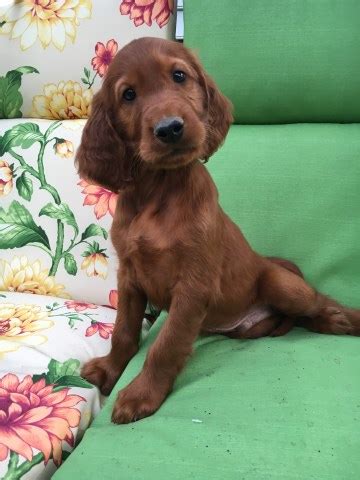 See more ideas about vizsla, vizsla dogs, hungarian vizsla. Irish Setter puppy dog for sale in Dunnsville, Virginia