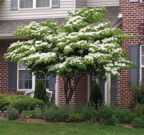 Small Flowering Trees Front Yards21 Trees For Front Yard Kousa