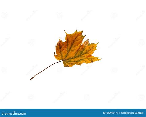 Falling Colorful Autumnal Maple Leaf On A White Background Stock