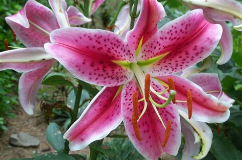 .stargazer lilies online to stargazer lilies delivered with ftd and any recipient is sure to appreciate the beauty and fragrance of these stunning flowers. Pin by Lori Baur on Bring Me Flowers! | Lily plants, Lily ...