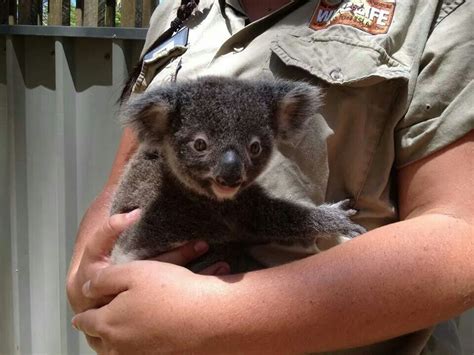Baby Koala Cuddly Animals Koala Bear Cute Funny Animals