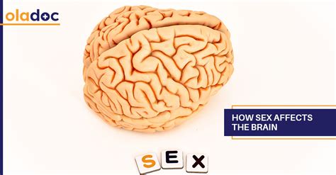 Human Brain Anatomy Chart Laminated Quick Reference Guide Porn Sex Picture