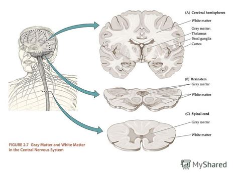 Презентация на тему: "Neuroanatomy and physiology. Made up of brain and