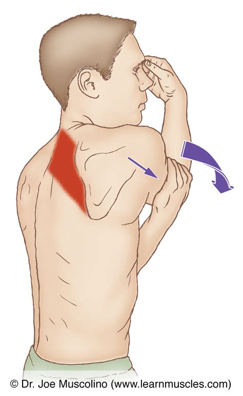 rhomboids stretching learn muscles