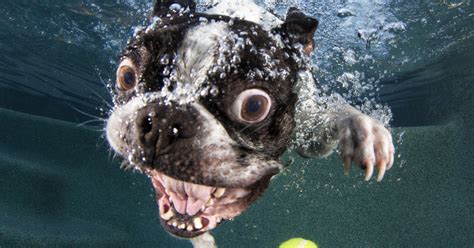 Underwater Puppies Takes Adorable To New Depths Cbs News