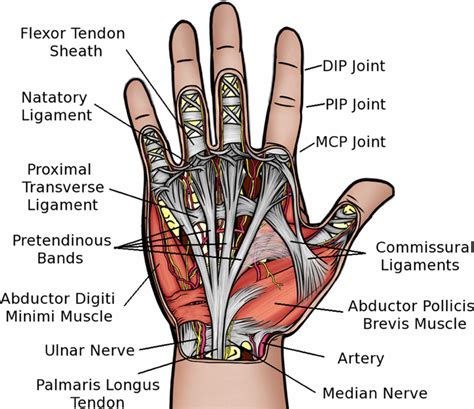 Hand Anatomy Anatomy Median Nerve