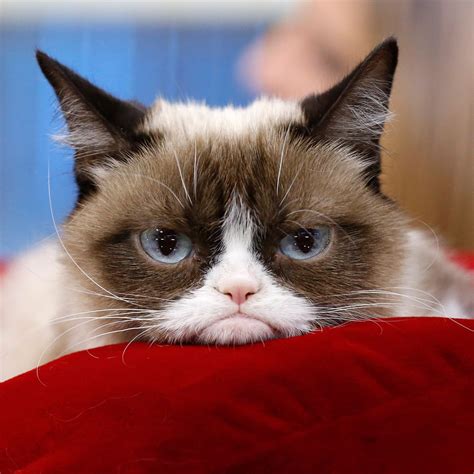 Grumpy Cat Has Made Over 100m In Just Two Years Nymag