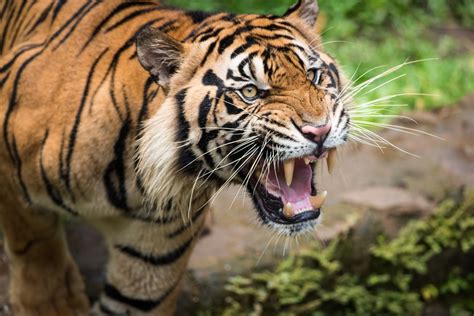 Behind The Roar Understanding The Behavior Of Tigers Lions Tigers