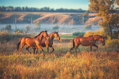 Federal government offering $1,000 to adopt wild horses | AGDAILY