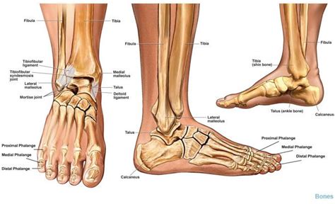 Ankle Bones Anatomy Ankle Anatomy Foot Anatomy Anatomy Bones