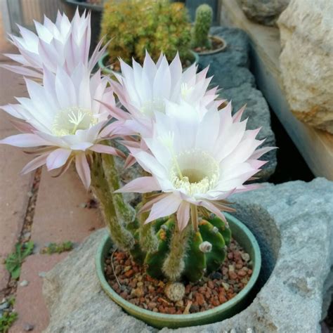 Easter Lily Cactus Cactus Jungle