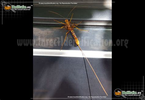 Giant Ichneumon Wasp Long Tailed