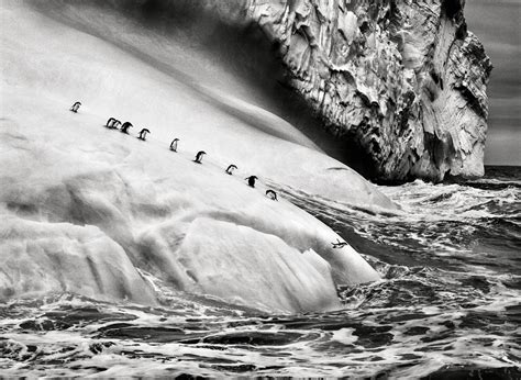 He initially did master in. Sebastião Salgado - Genesis - Animals - Art Days