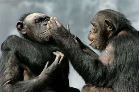 Monkey Behavior The Social Lives Of Monkeys Understanding Their