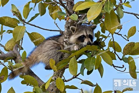 Common Raccoon Procyon Lotor Pup On A Tree Usa Florida Everglades