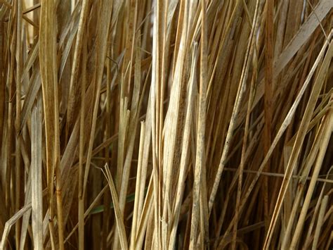 Straw Background Free Stock Photo Public Domain Pictures