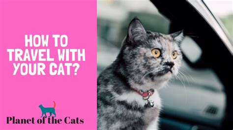 How To Travel With Your Cat 5 Tips For Traveling With Your Cat Youtube