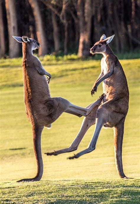The Moment Two Massive Red Kangaroos Square Up To Each Other Animals