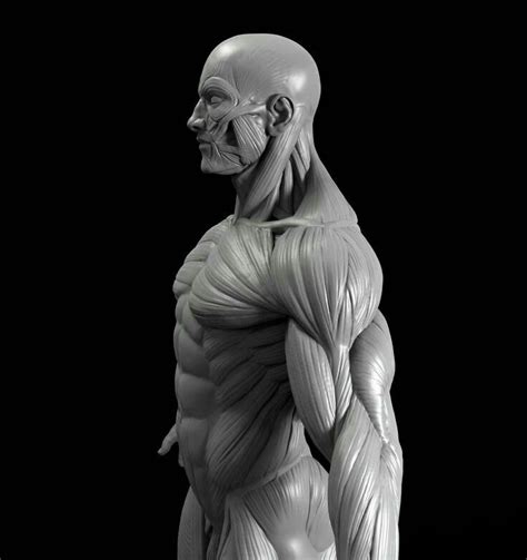 3d Anatomy Human Anatomy For Artists Human Anatomy Drawing Human Body