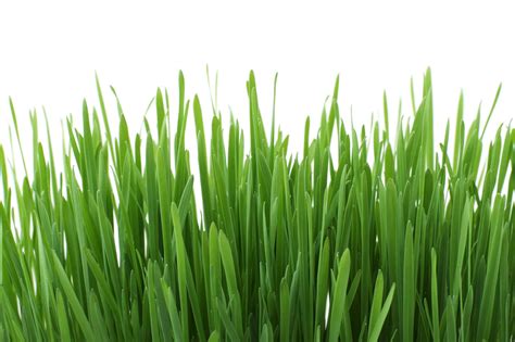 Fresh Grass Free Stock Photo Public Domain Pictures